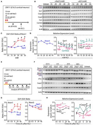 The Perils of Navigating Activity-Dependent Alternative Splicing of Neurexins